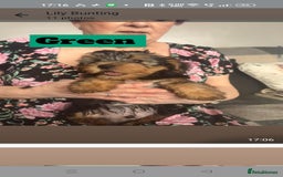 Yorkshire Terrier dogs for sale: Yorkshire Terrier puppies one boy and one girl. in Southampton - Image 9