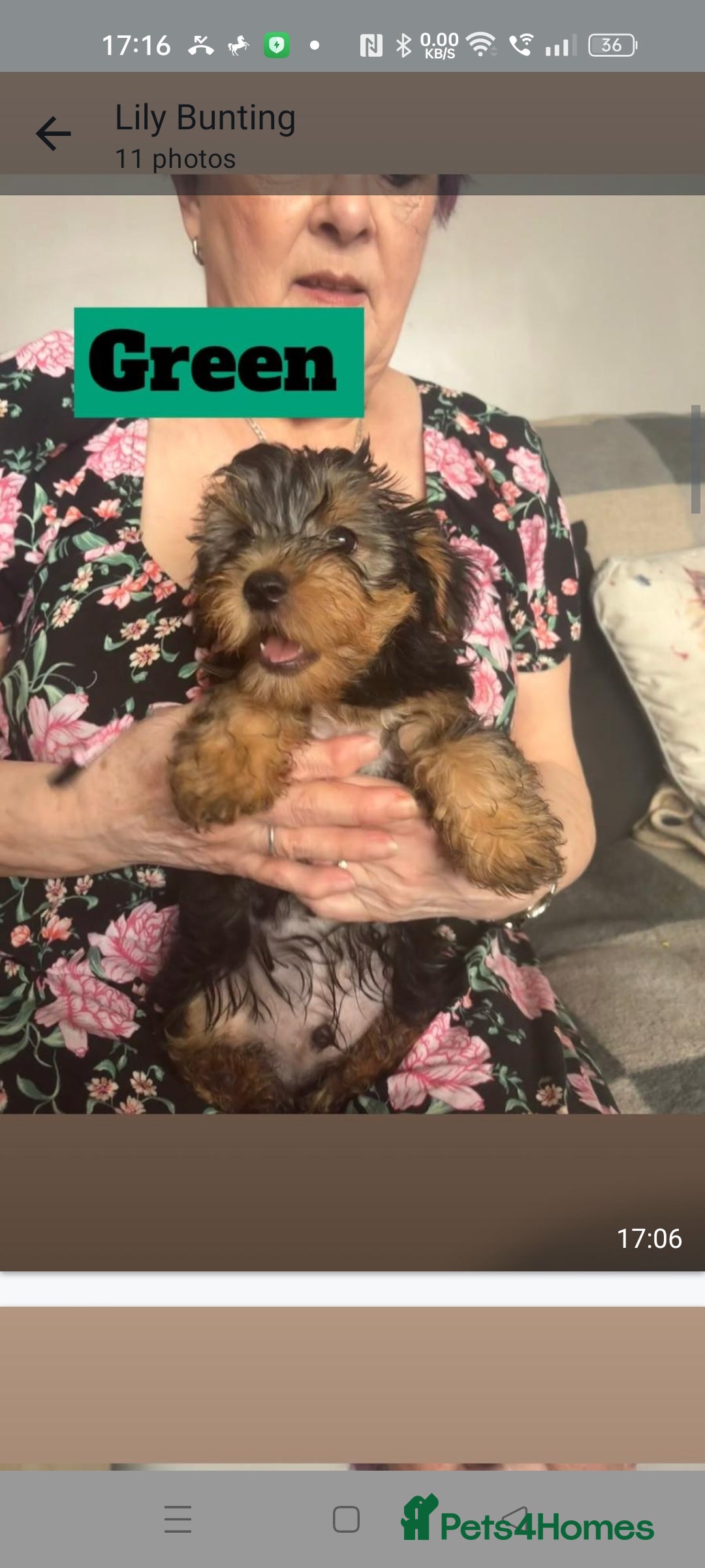 Yorkshire Terrier dogs for sale: Yorkshire Terrier puppies one boy and one girl. in Southampton - Image 9