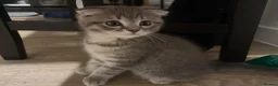Scottish Fold cats for sale: Lovely scottish fold kitten - Advert 12