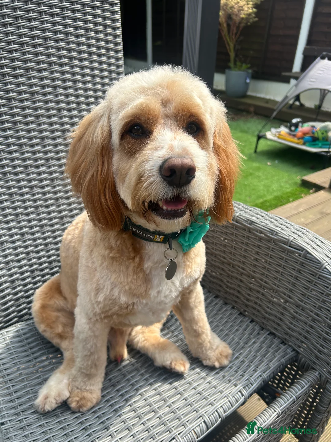 Cockapoo dogs for stud: F1 Cockapoo for stud only - Proven in Bolton - Advert 2