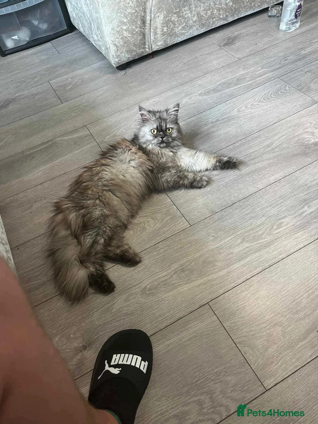 Persian cats for sale: Persian x kittens  - Advert 1