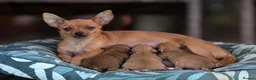 Miniature Pinscher dogs for sale: MINIATURE PINCSHER FEMALE  in Nottingham - Advert 3