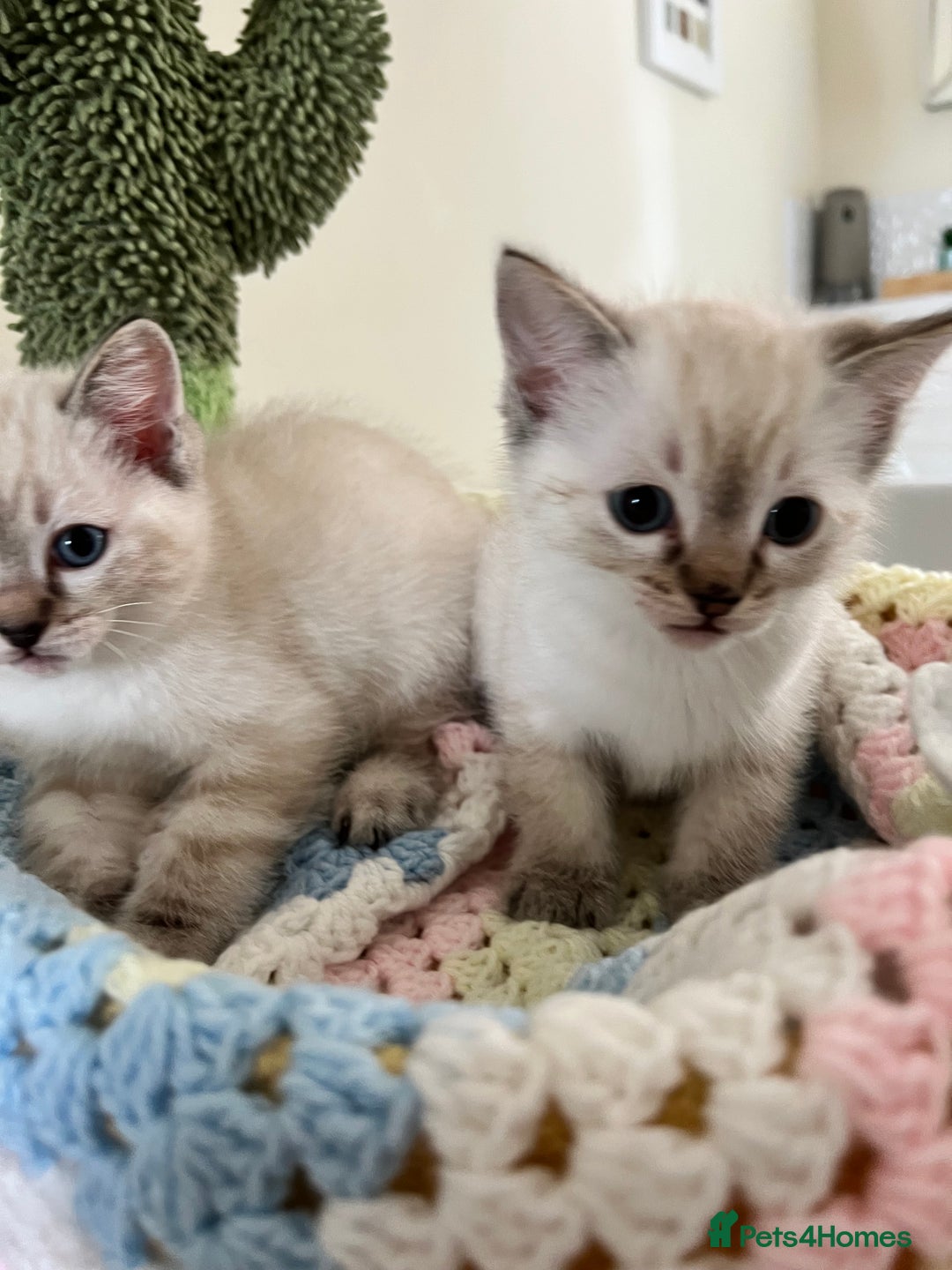 Ragdoll cats for sale: Pure Ragdoll Boys – Raised with Mum in Family Home - Image 22