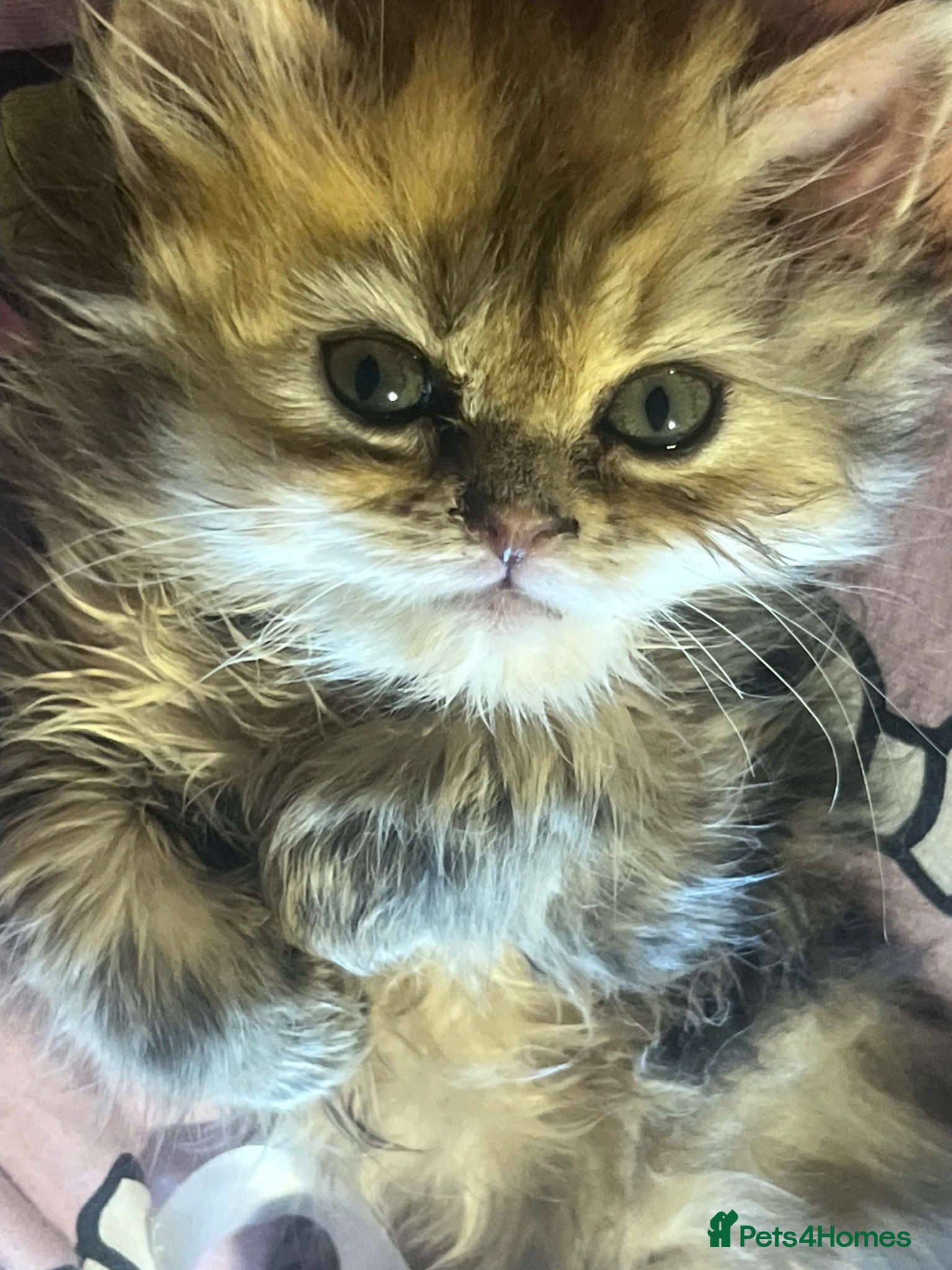 Persian cats Fluffy Persian kittens 🐱3 left - Advert 2