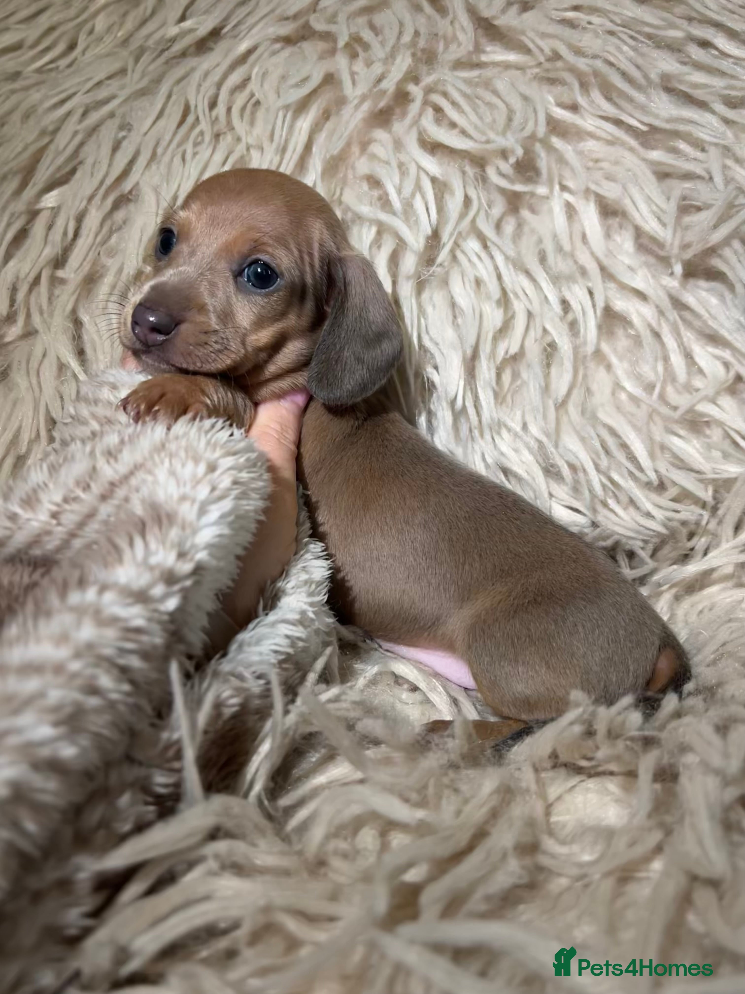 Miniature Dachshund dogs Tiny Kaninchen dachshunds  - Advert 7