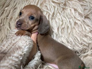 Miniature Dachshund dogs Tiny Kaninchen dachshunds - Advert 7