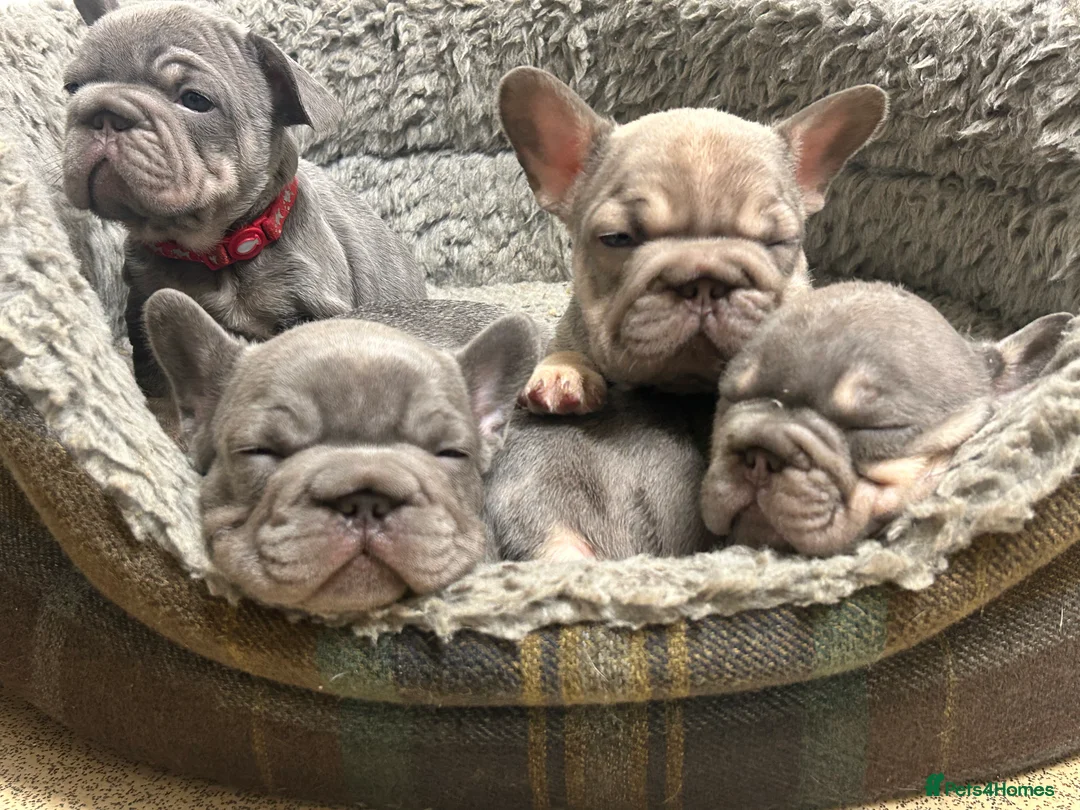 French Bulldog dogs for sale: 2 boys and 1 girl french bulldog  - Advert 1