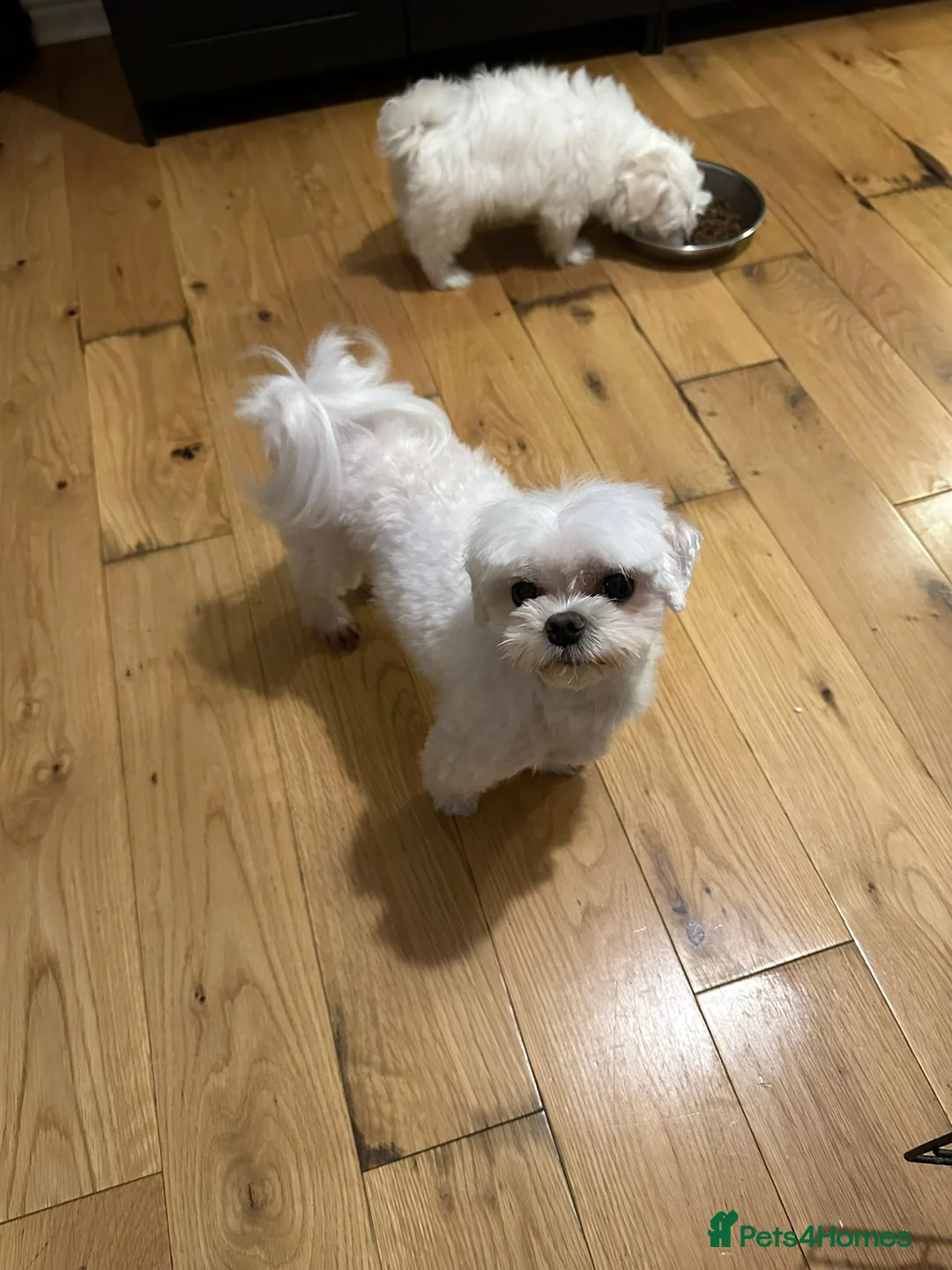 Maltese dogs for stud: PURE MALTESE STUD in Glasgow - Advert 5