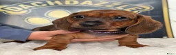 Dachshund dogs for sale: Kc standard dachshund puppy - Advert 14
