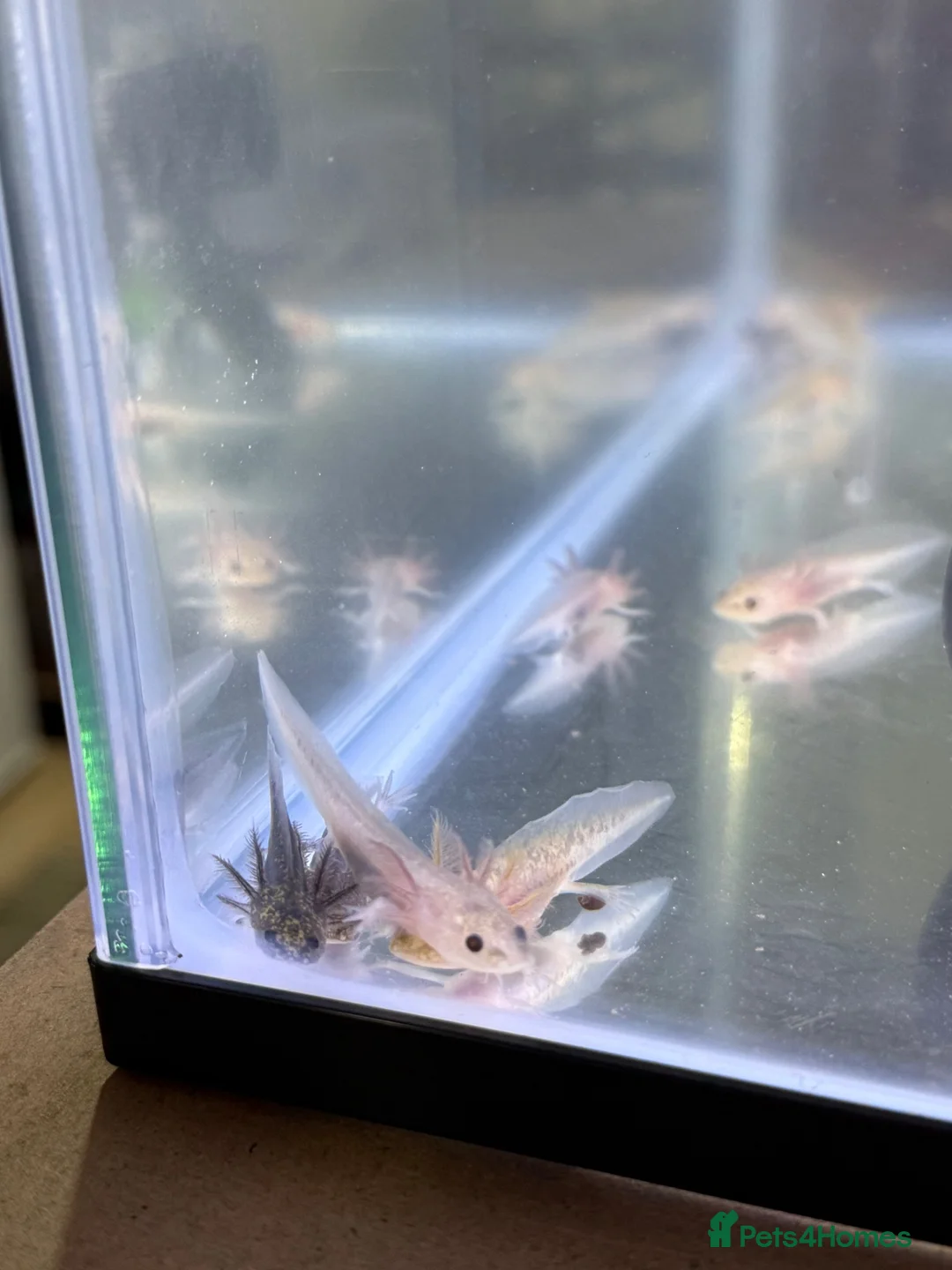 Axolotl reptiles for sale: Axolotl juveniles  - Advert 2