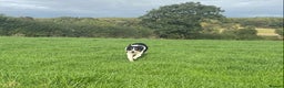 Border Collie dogs for stud: ISDS & KC, well proven, health tested clear stud in Darlington - Advert 2