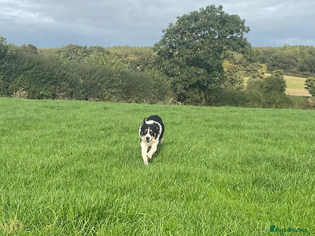 Border Collie dogs for stud: ISDS & KC, well proven, health tested clear stud in Darlington - Advert 2