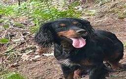 Cocker Spaniel dogs for stud: Champion Cocker Spaniel Studs in Darlington - Image 7