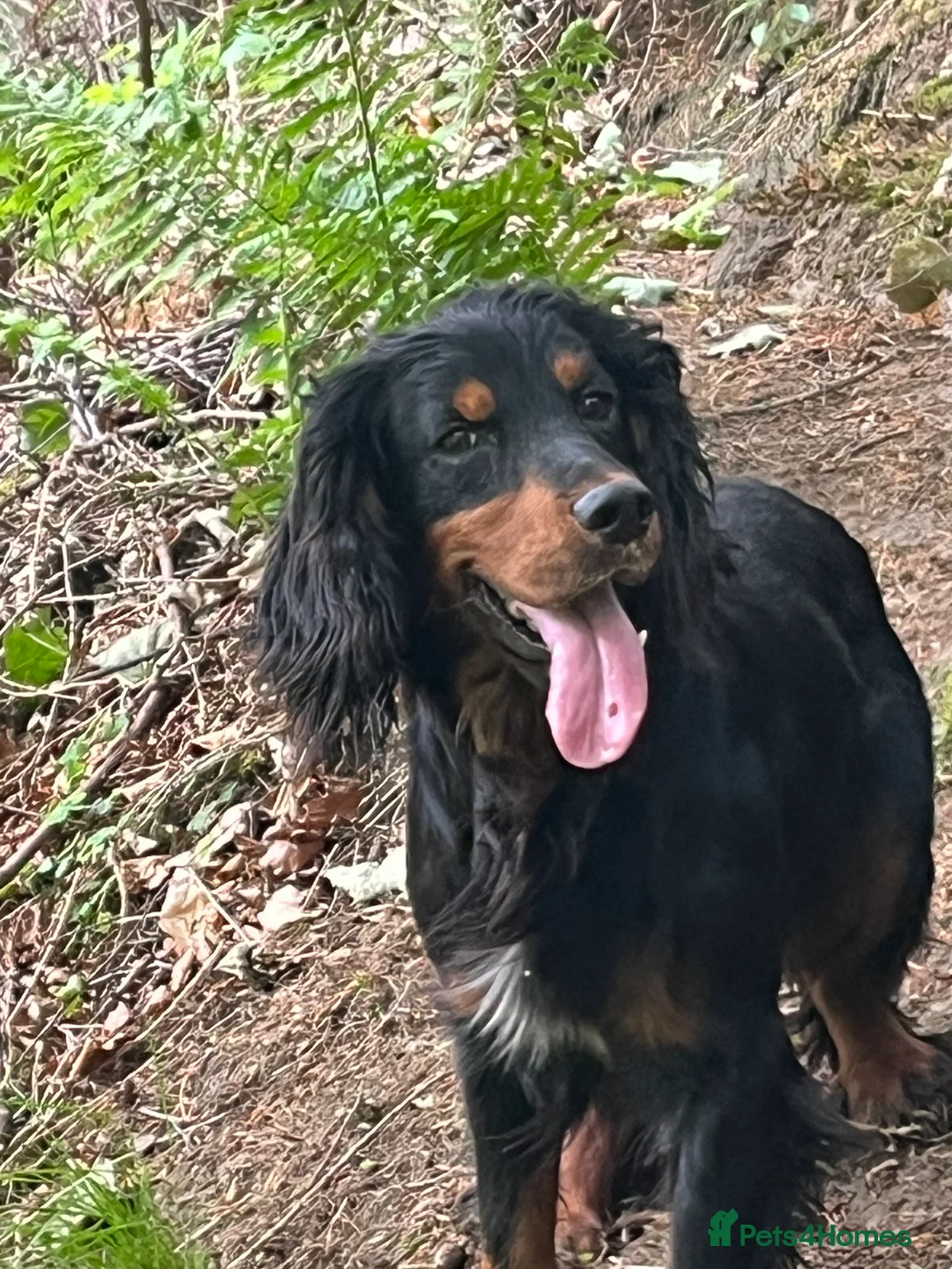 Cocker Spaniel dogs for stud: Champion Cocker Spaniel Studs in Darlington - Advert 7