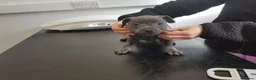 Staffordshire Bull Terrier dogs for sale: Staffordshire bull terrier  in Stoke-on-Trent - Advert 5