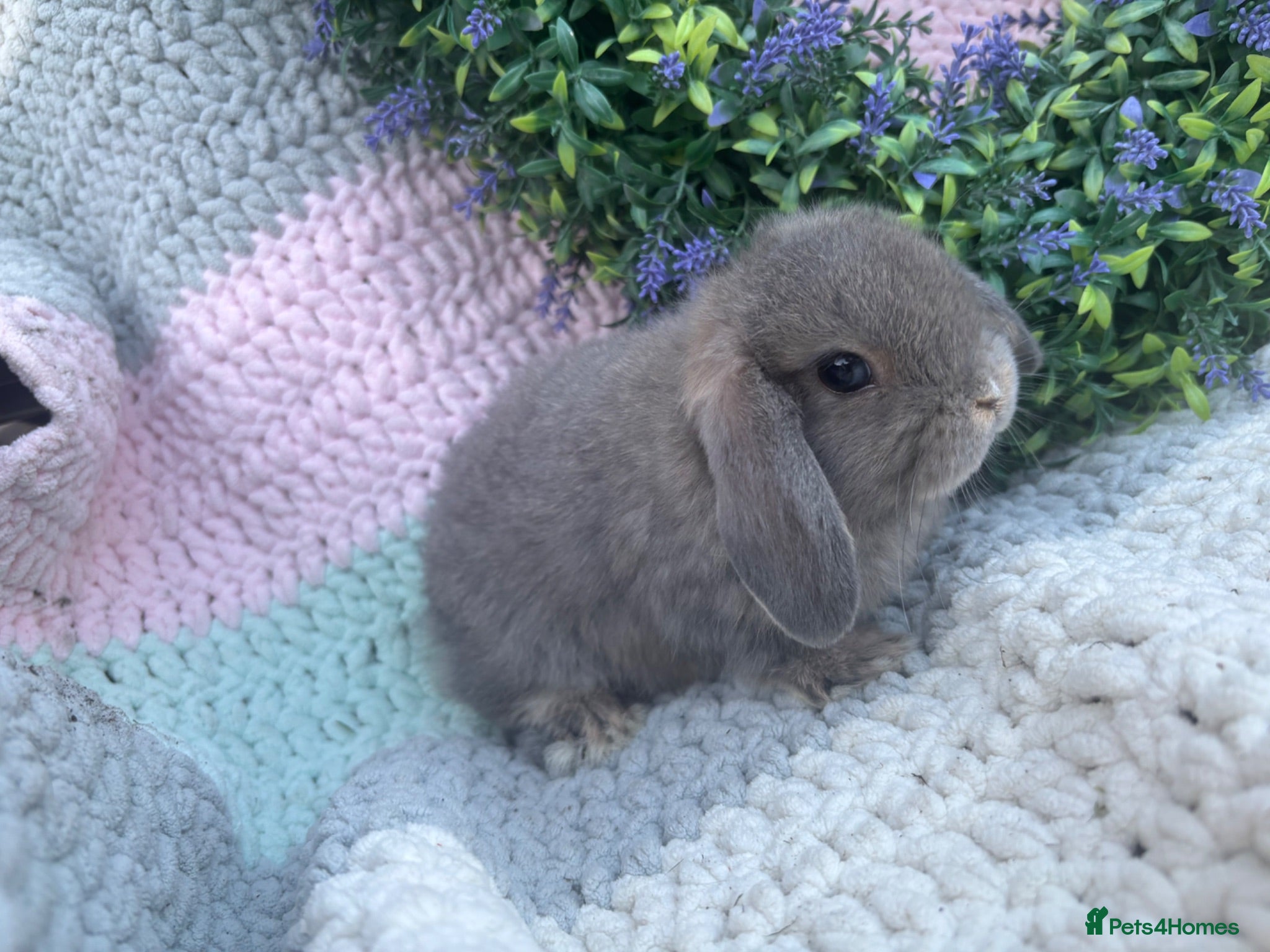 Mini Lop rabbits 2 lovely girls looking for 5⭐️ homes - Advert 1
