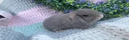 Mini Lop rabbits for sale: 2 lovely girls looking for 5⭐️ homes - Advert 1