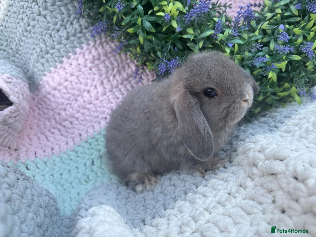 Mini Lop rabbits for sale: 2 lovely girls looking for 5⭐️ homes - Advert 1