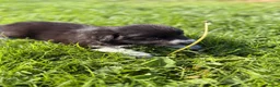 Border Collie dogs for sale: STUNNING BORDER COLLIE PUPS.  - Advert 27