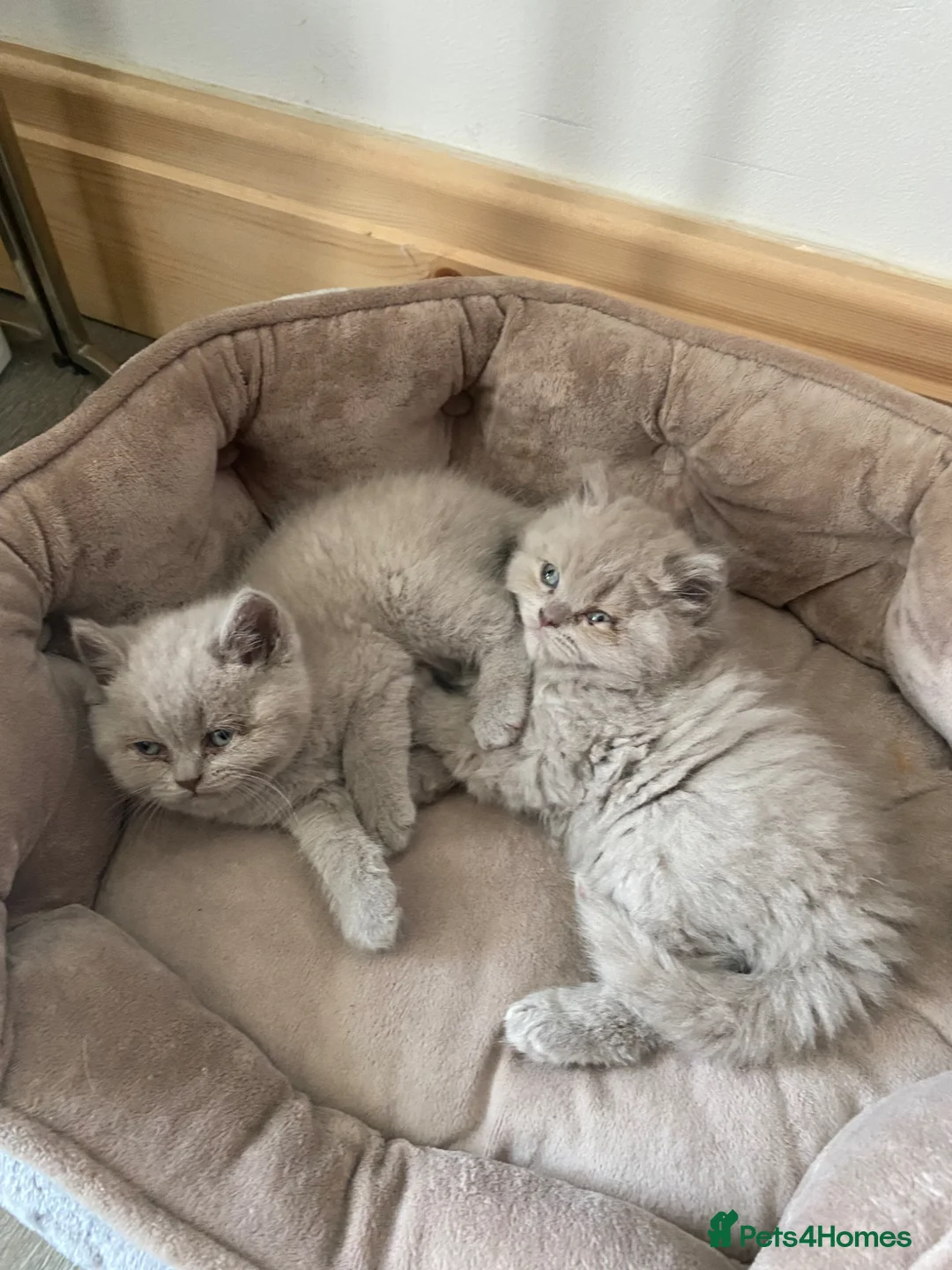 British Longhair cats for sale: British long hair  in Bradford - Advert 1