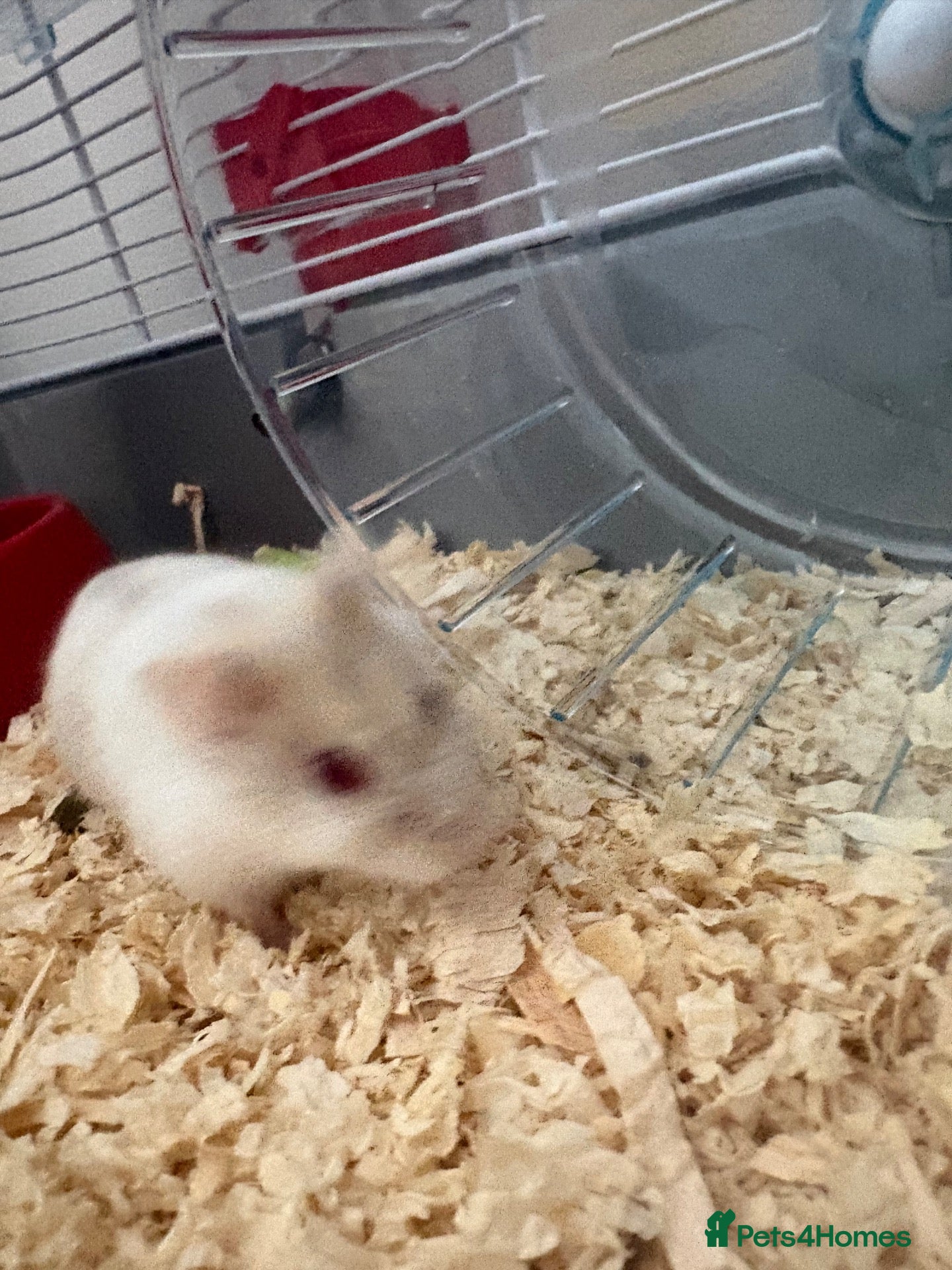Hamster rodents Dwarf Hampster with supplies  - Advert 7