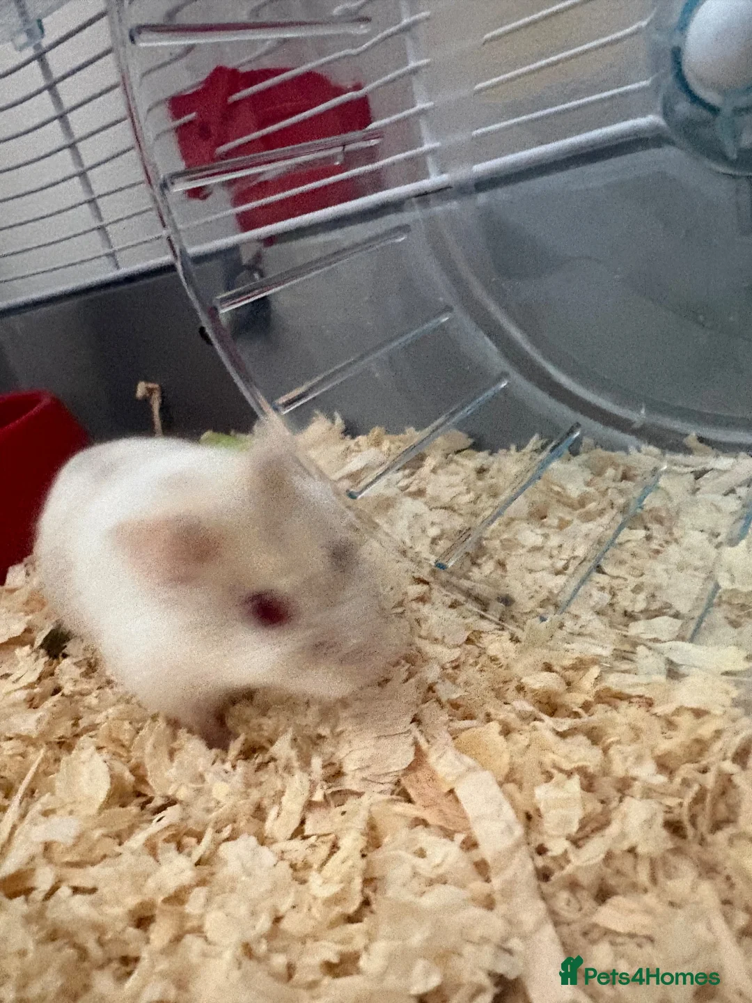Hamster rodents for sale: Dwarf Hampster with supplies  in Benfleet - Advert 1