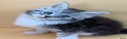 Maine Coon cats for sale: Maine Coons with Tests, Papers, Vet Checks & Vacc. - Advert 29