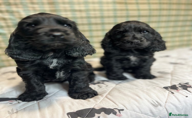 Cocker Spaniel dogs - Advert 1