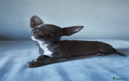 Chihuahua dogs for sale: Micro Chihuahua Puppies - Exceptional Lines - Image 3