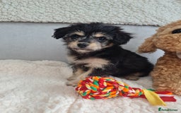 Chipoo dogs for sale: 4  Stunning chipoo puppies  - Image 4