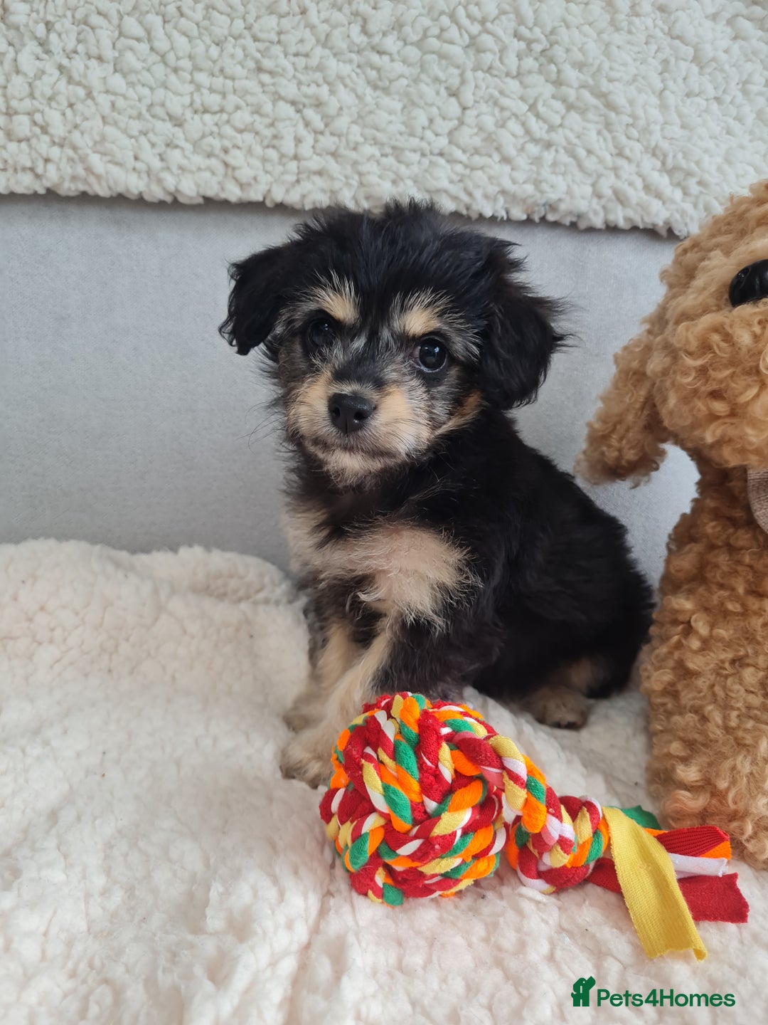 Chipoo dogs for sale: 4  Stunning chipoo puppies  - Image 4