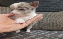 Mixed Breed dogs for sale: Pomeranian cross puppies ready now - Image 18