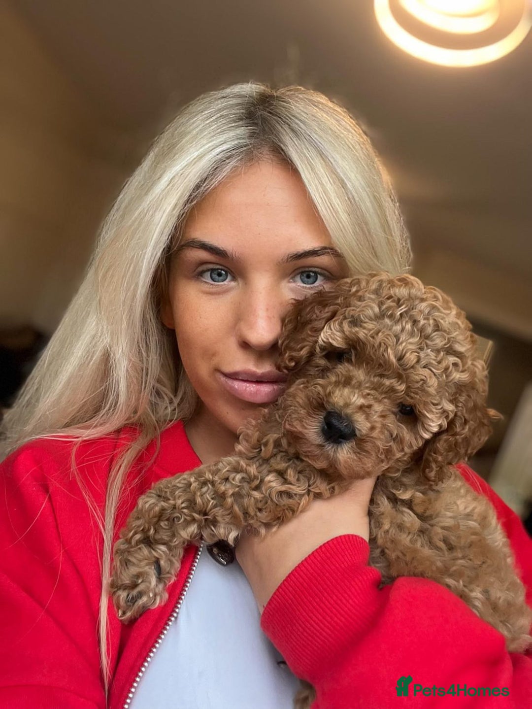 Cavapoo dogs for stud: Barnaby Holden  - Image 3
