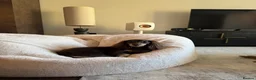 Miniature Dachshund dogs for stud: Miniature Dacshund Stud  - Advert 10