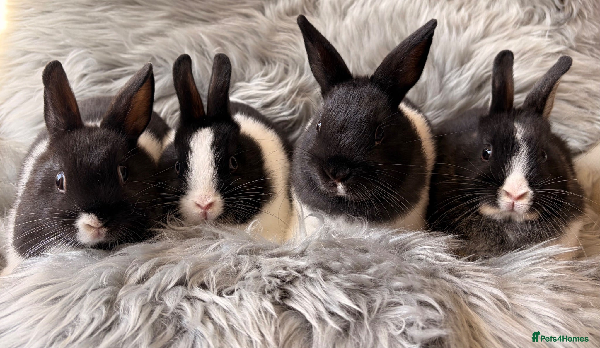 Netherland Dwarf rabbits Netherland Dwarf Kits For Sale - Advert 1