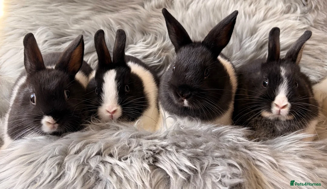 Netherland Dwarf rabbits for sale: Netherland Dwarf Kits For Sale - Advert 1