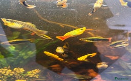 Platies fish for sale: Fish for sale - Image 2
