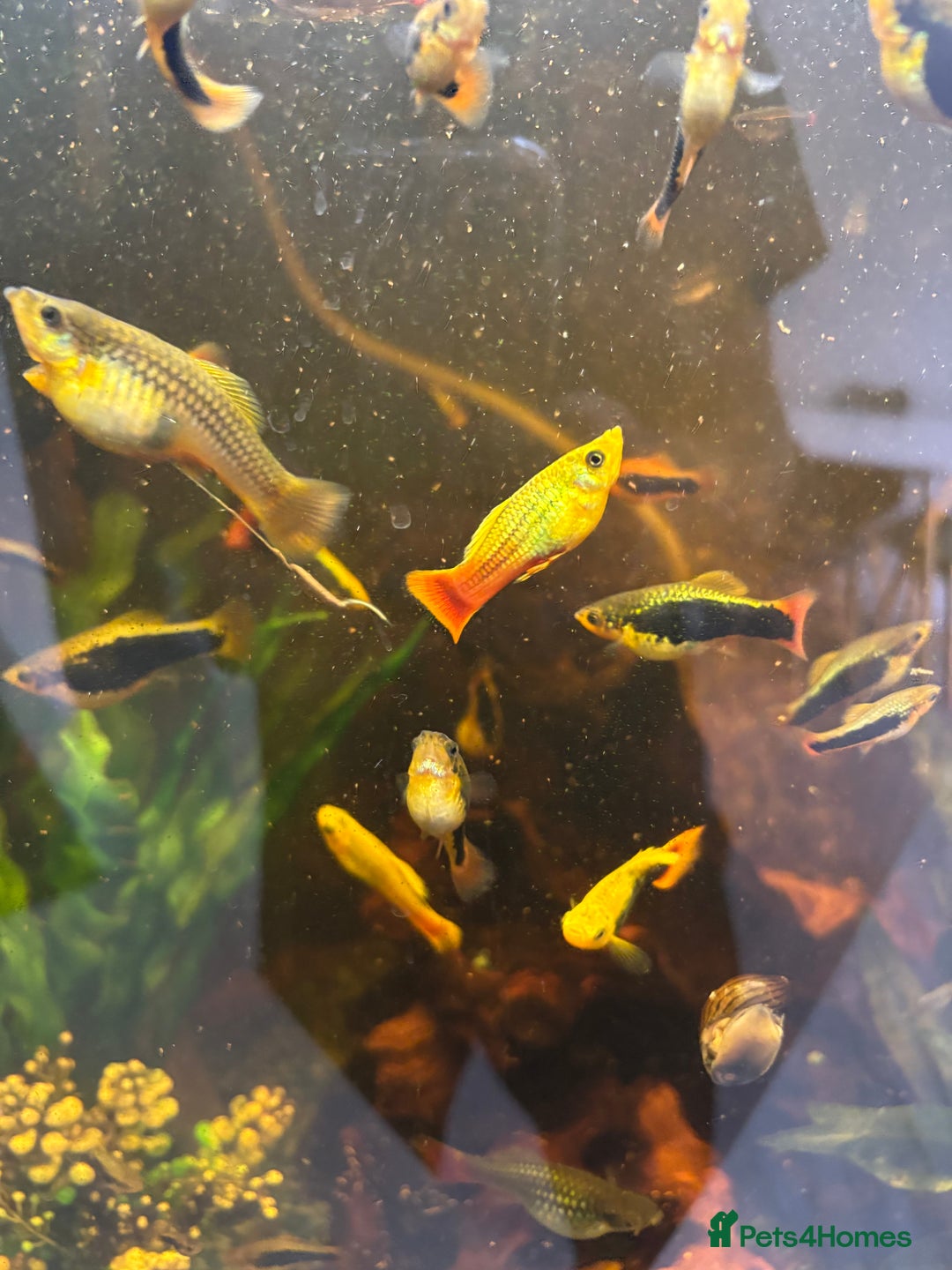 Platies fish for sale: Fish for sale - Image 2