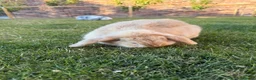 Mini Lop rabbits for sale: 2 Beautiful Mini Lop Rabbits with Premium Hutch - Advert 10