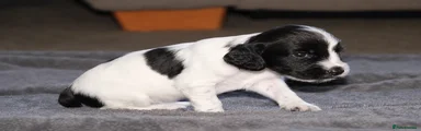 Cocker Spaniel 2