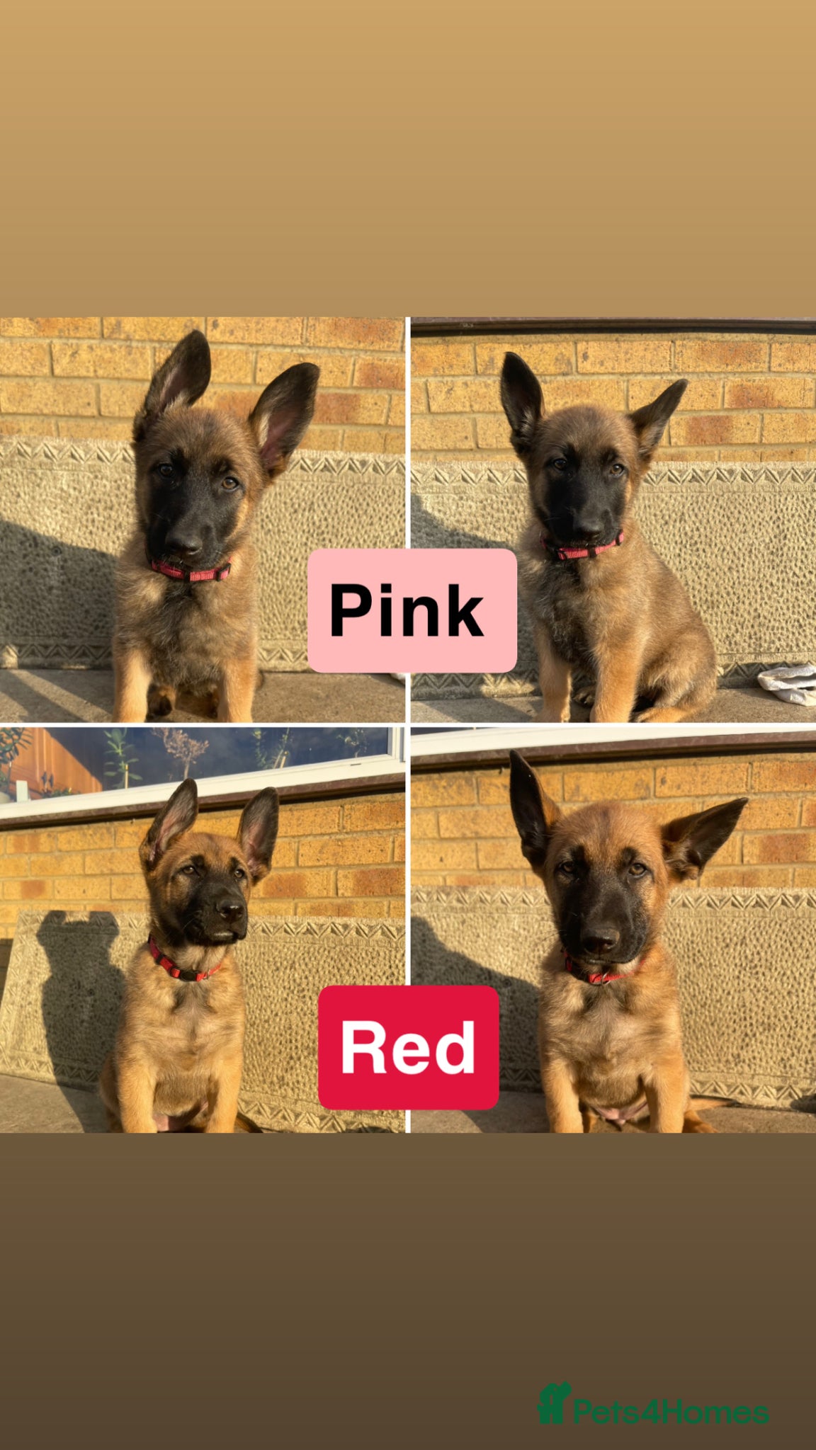 Belgian Shepherd Dog dogs Last 2 Available!! Ready now!! Girl Belgian Mali  - Advert 1