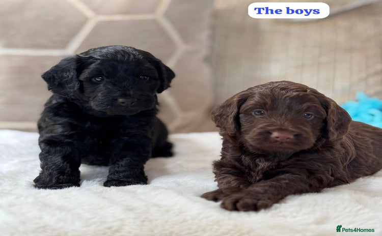 Cockapoo dogs - Advert 11