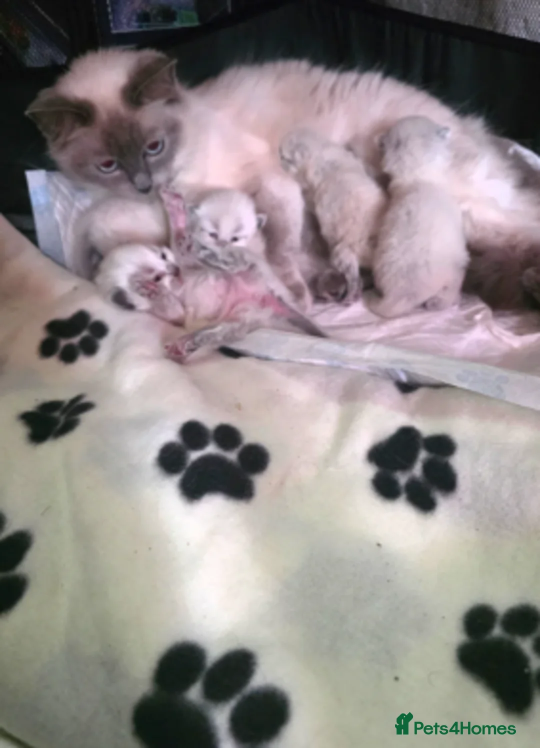 Ragdoll cats for sale: Pure ragdoll kitten - Advert 9