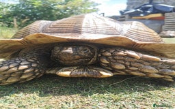 Tortoise reptiles for sale: 9 year old male sulcata tortoise  - Image 5