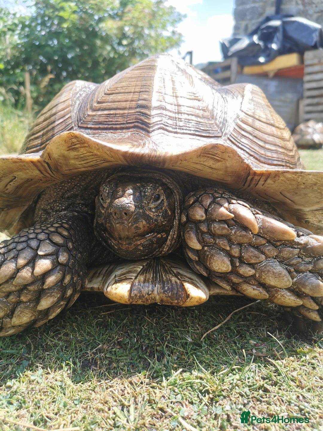 Tortoise reptiles for sale: 9 year old male sulcata tortoise  - Image 5