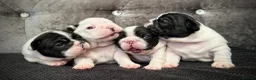 French Bulldog dogs for sale: Fully tested genetic and health puppies - Advert 1
