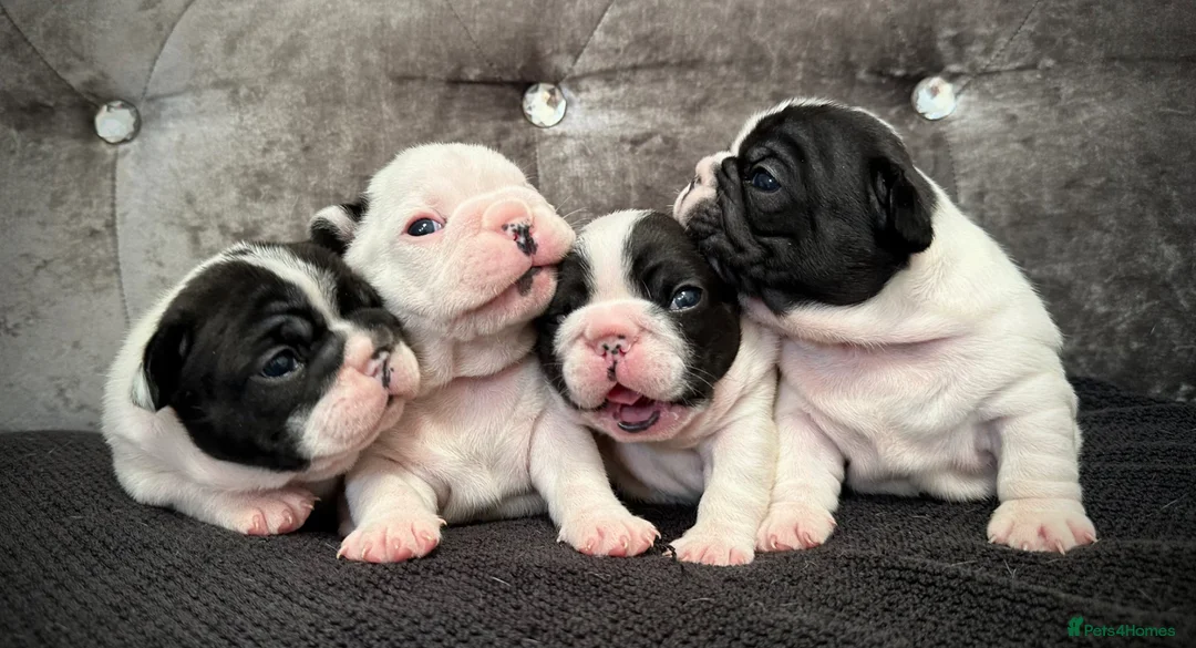 French Bulldog dogs for sale: Fully tested genetic and health puppies - Advert 1