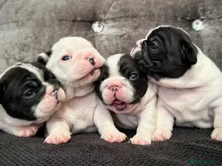 French Bulldog dogs Fully tested genetic and health puppies - Advert 1