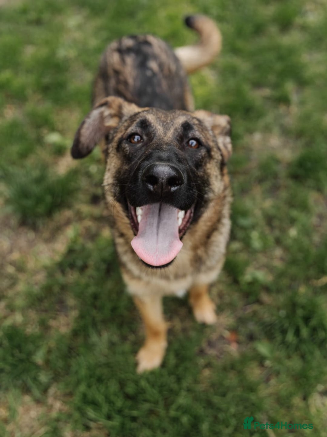 Mixed Breed dogs for adoption: 💖🐶 MOTI 🐶💖 - Image 8