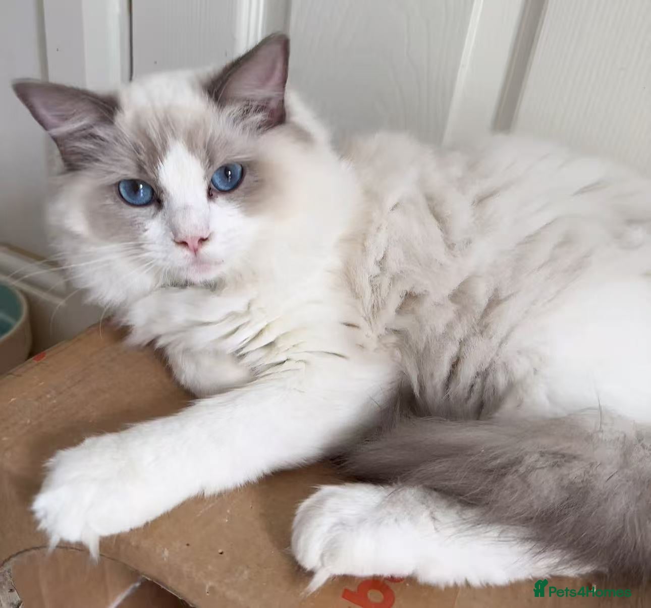 Ragdoll cats A Ragdoll boy - Advert 14